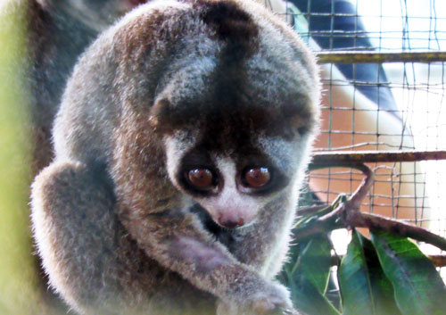 Nine Slow Lorises Return in the Wild Habitat in Sumatra (September 30, 2016)